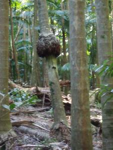 Adv. Archo roots .jpg